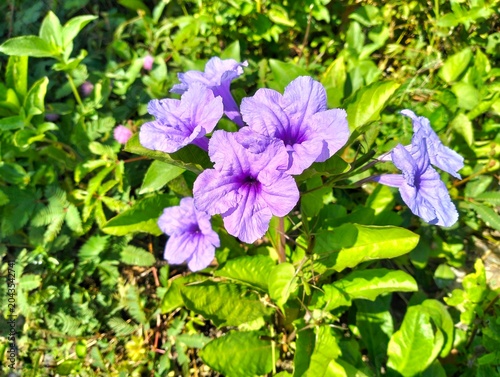 Foto Violet wild petunia or Ruellia humilis (Kencana Ungu) blooming amidst lush green foliage