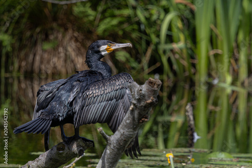 Grand cormoran