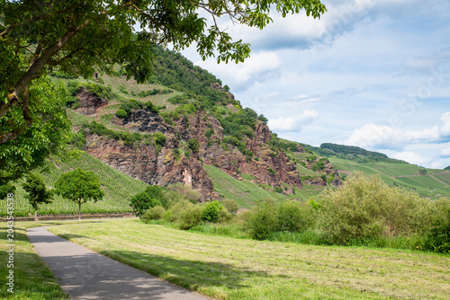 Tableau sur toile Vineyard in summer, rocky steep terrain, Moselle valley landscape near Wehlen, a