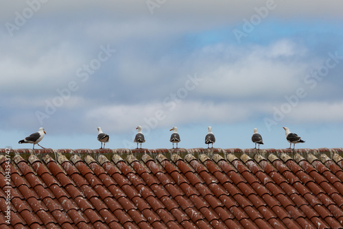 Seagulls aligned on a rooftop against cloudy sky