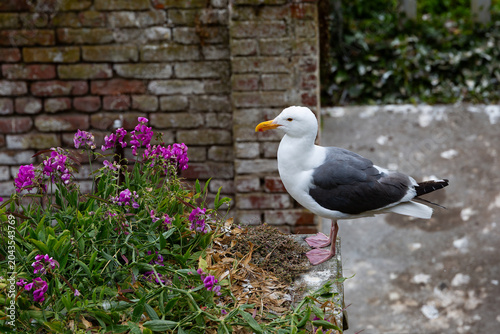 Seagull and flowers against blurry brick wall.