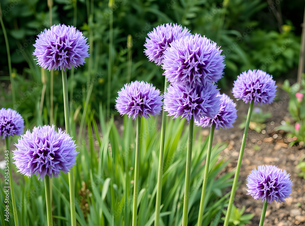 Fototapeta premium Allium