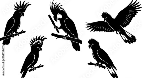 Bild auf Leinwand Cockatoo Parrot Bird Black Silhouette Set Vector Wildlife Tropical Illustration