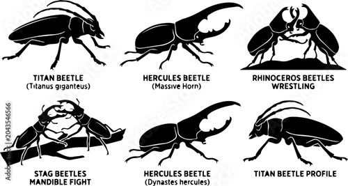 Fotografie Hercules Beetle Giant Insect Black Silhouette Set Vector Biology Nature Illustra