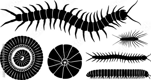 Bild auf Leinwand Centipede Fossil Nature Black Silhouette Set Vector Biology Illustration Clipart