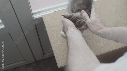 Male hand touching, petting gray striped kitten near window. Shot from above. Original sound. Prores 422HQ