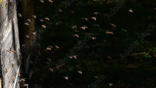 Bee swarm, bees flying. beehive honeybees. 
