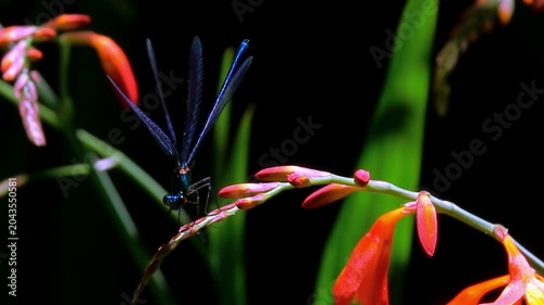 Dragonfly Landing  on flowers. Black background
