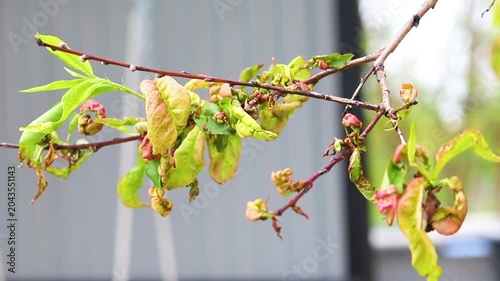 Twisting of peach leaves caused by fungus or cold. Restoration of the tree.