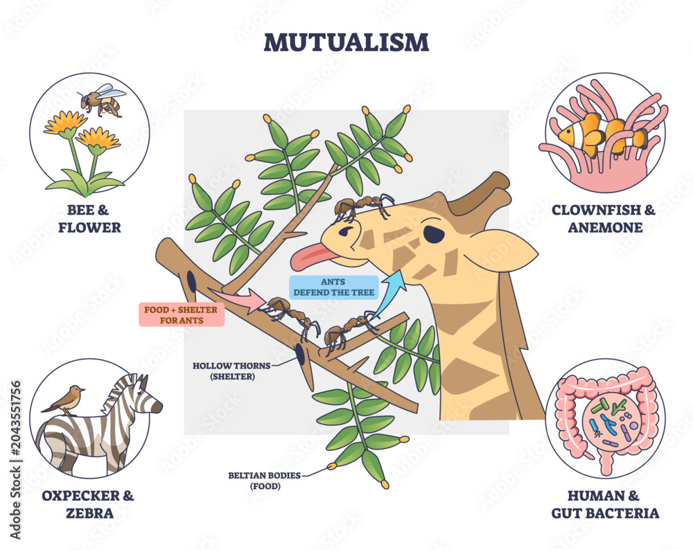Obraz premium Mutualism brief shows species helping each other, giraffe, ants, and acacia tree exchange defense and food, with side examples of pairs for context. Outline diagram