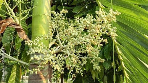 Photos flowers of the palm tree panicle compound flowers