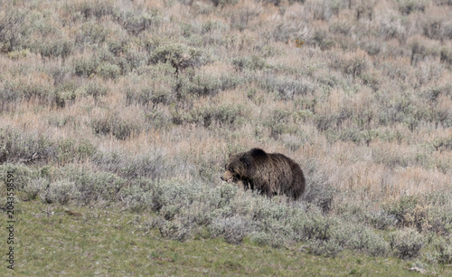 Grizzly Bear in Yellowstone National Park in Springtime