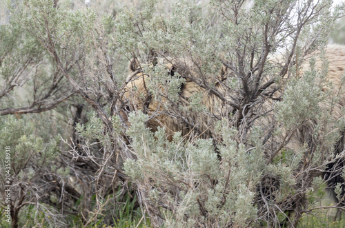 Cuadro en lienzo Grizzly Bear in Yellowstone National Park in Springtime