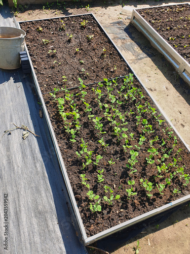 Fotografía Young green shoots, organic vegetable seedlings are beginning to grow, have sprung up in planted high bed