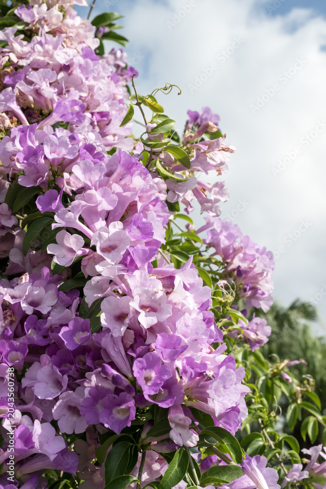 Obraz premium Beautiful Garlic Vine (Mansoa alliaceum) flowers.