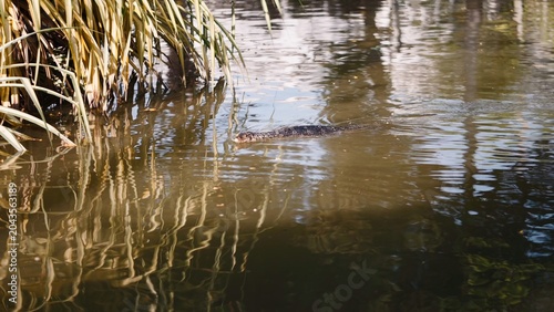 Fotografie Asian water monitor lizard swimming in a murky canal water near green plants
