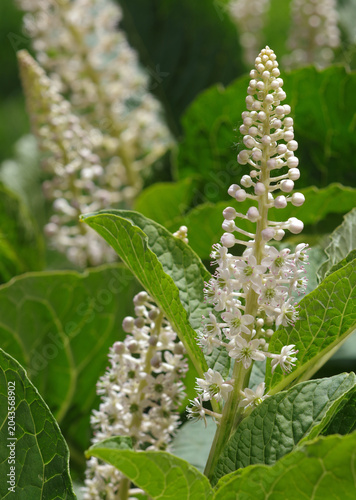 white exotic flowers in the garden on a sunny day