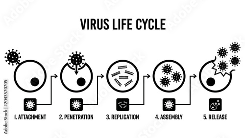 Virus Life Cycle Flat Vector Medical Infographic_26