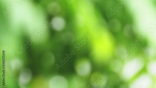 Green leaf foliage bokeh background, nature blur sunlight, abstract soft light through forest canopy, fresh spring calm natural scenery