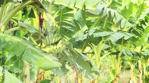 Banana plantation tropical rain over green leaf with banana bunch, agriculture farm field and rainforest banana tree fruit hanging lush canopy