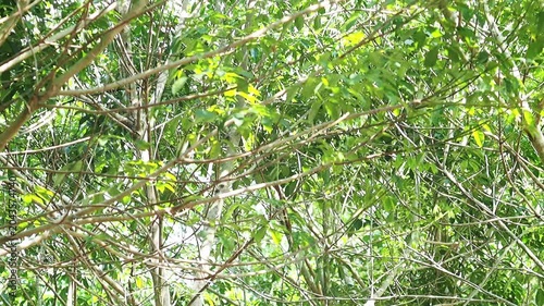 Rubber tree leaf canopy swaying tropical wind, green foliage and branch pattern in tropical forest jungle sunlight, foliage texture among branches