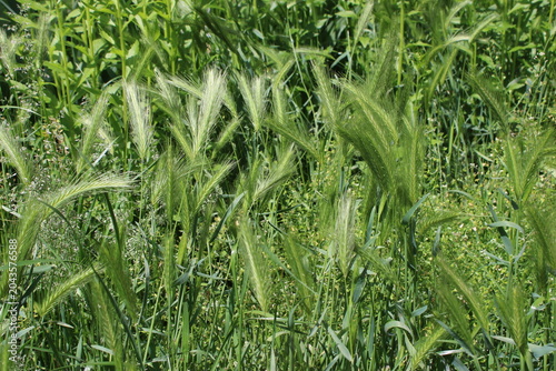 Slika na platnu Green grass and wild barley plants swaying gently in the breeze under bright sun