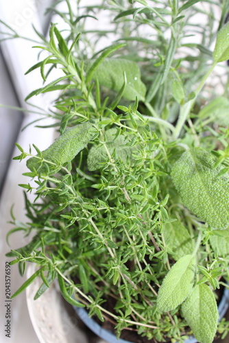 Fresh green herbs including thyme and sage growing in a blue pot on a windowsill, with sunlight illuminating the leaves and creating shadows
