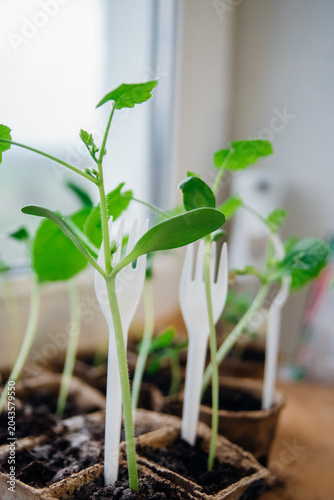 Seedlings of cucumbers in pots. Gardening in the spring season.
