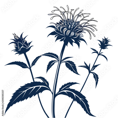 bee balm silhouette on white background