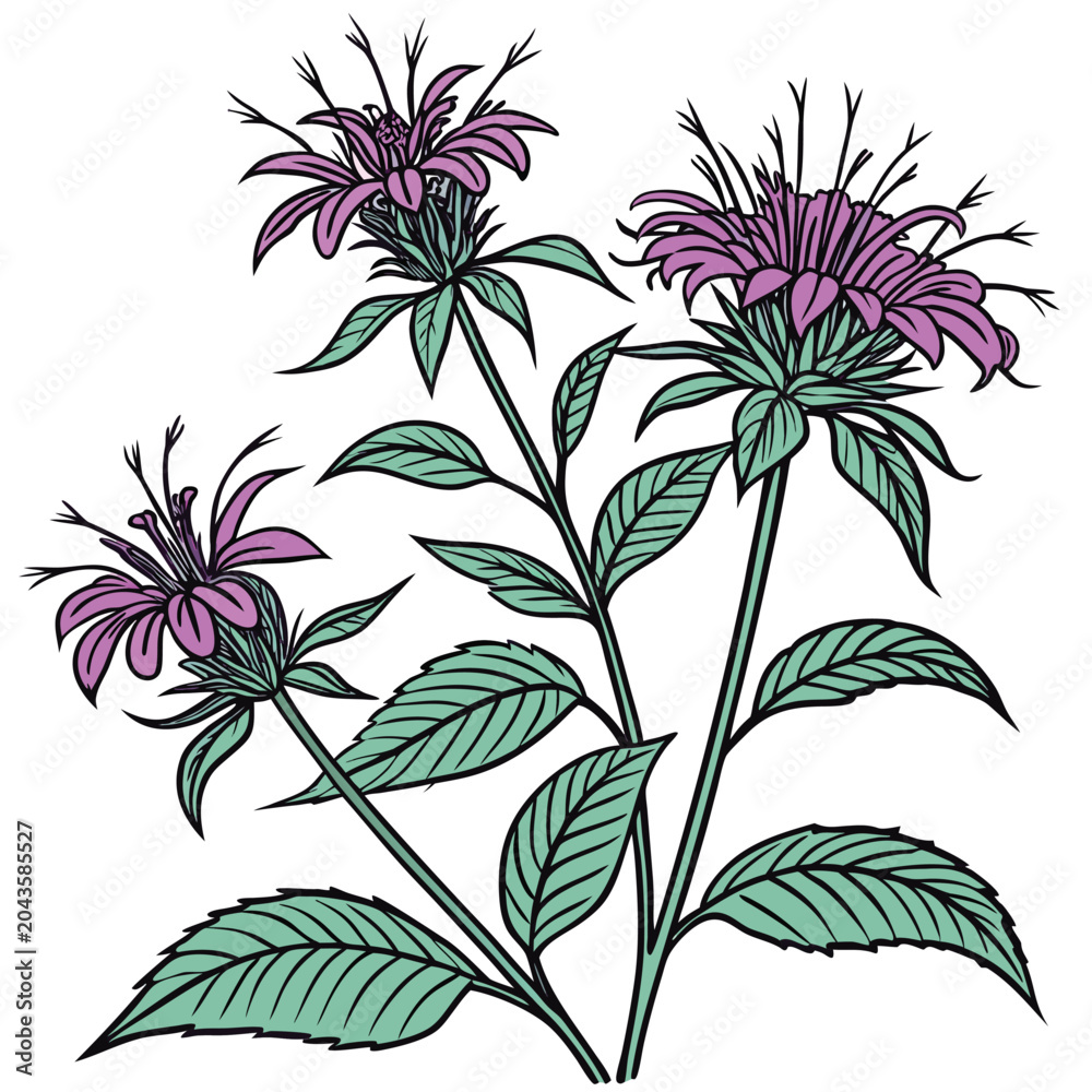 Fototapeta premium bee balm vector