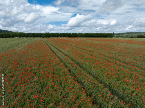 Champ de céréales et coquelicots vu du ciel. Agriculture et biodiversité dans un paysage cultivé

