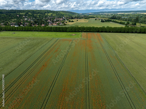 Champ de céréales et coquelicots vu du ciel. Agriculture et biodiversité dans un paysage cultivé
