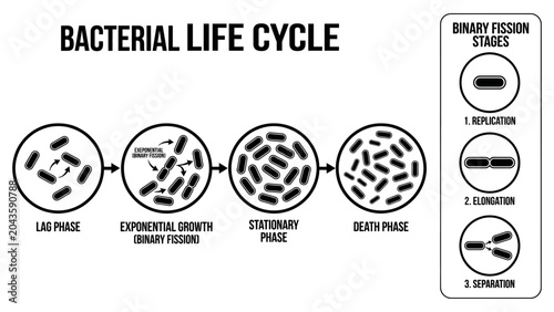 Bacteria Life Cycle Flat Vector Scientific Illustration_26