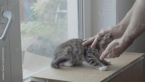 Male hand touching, petting gray striped kitten near window. Original sound. Prores 422HQ
