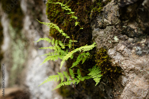 A fern grows on a rock