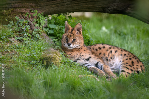 View on a Serval in a park