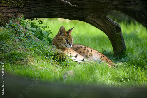 View on a Serval in a park
