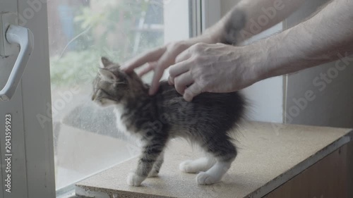 Male hand touching, petting gray striped kitten near window. Original sound. Prores 422HQ