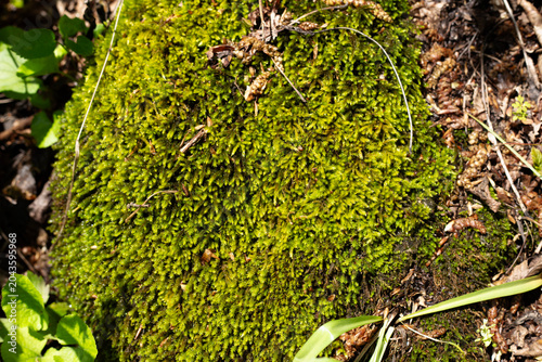 Moss and plants on a rock