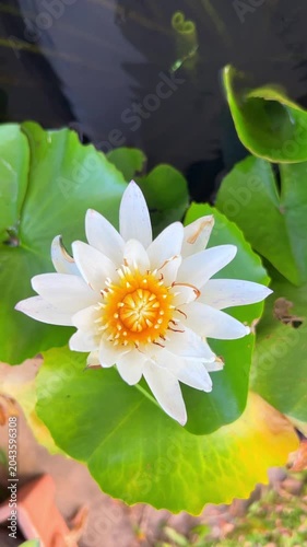 Close-up of a blooming white water lily flower with a vibrant yellow center in a pond