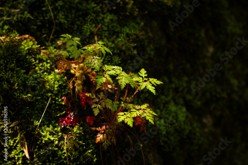Moss and plants on a rock