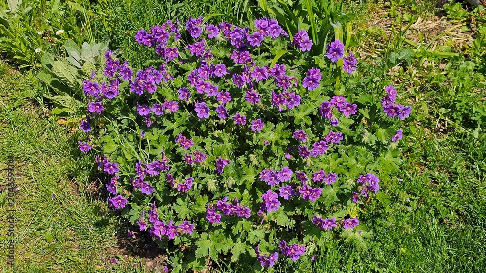 Obraz premium Sweden. Geranium × magnificum, the purple cranesbill, is a species of hardy flowering herbaceous perennial plant in the genus Geranium, family Geraniaceae. 