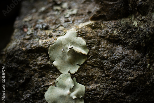 A close-up of a mushroom growing on a rock