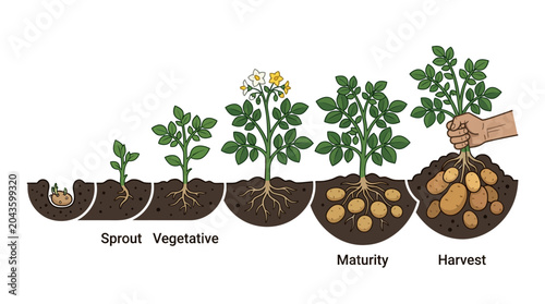 Obraz na plátně Illustration showing the complete life cycle of a potato plant from sprout to harvest