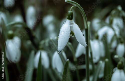 Macro shot of white snowdrop flowers with sparkling raindrops
