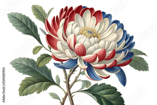 Detailed of a chrysanthemum flower with red white and blue petals and green leaves isolated on a transparent background
