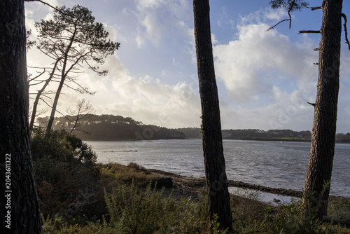 tree on the beach