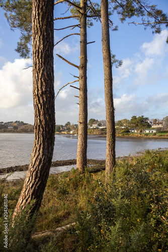 trees on the beach
