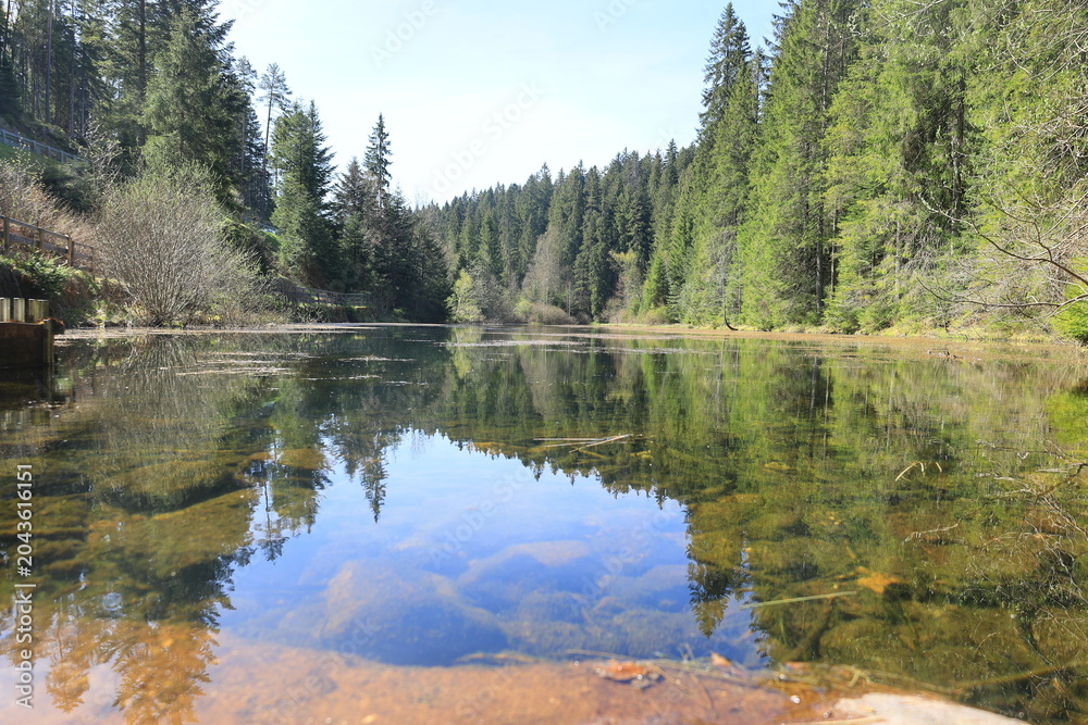 Fototapeta premium Bäume spiegeln sich im Poppelsee im Nordschwarzwald