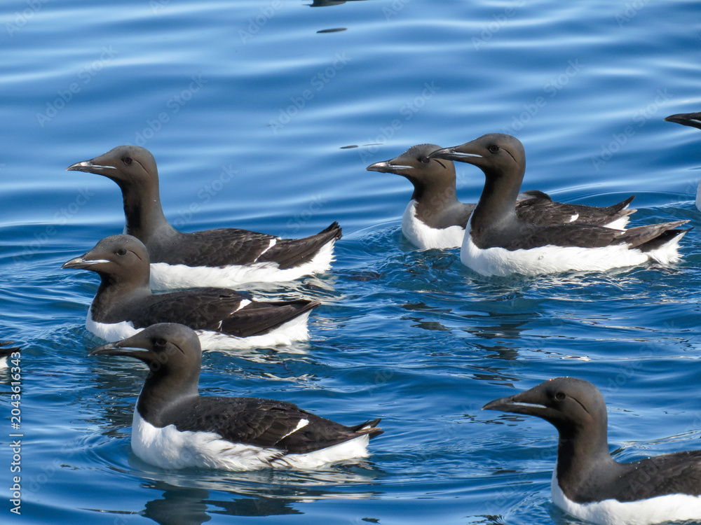 Fototapeta premium Brunnich's Guillemots